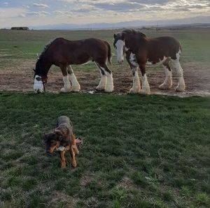 Meet your Posher, Chad